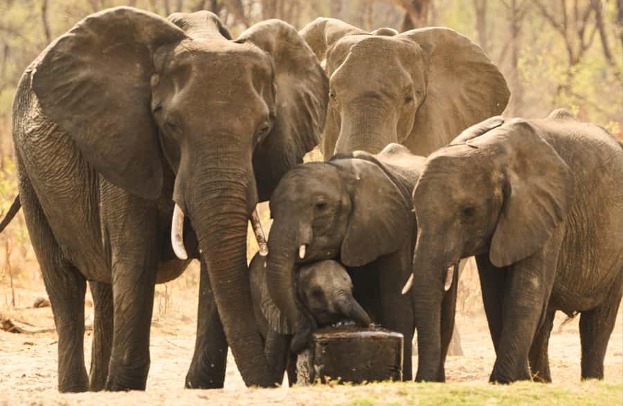 Zambezi National Park Game Drive in a Small Group - Your Guide: The Real Secret Sauce (Peter, Jonathan, Prince, and More)