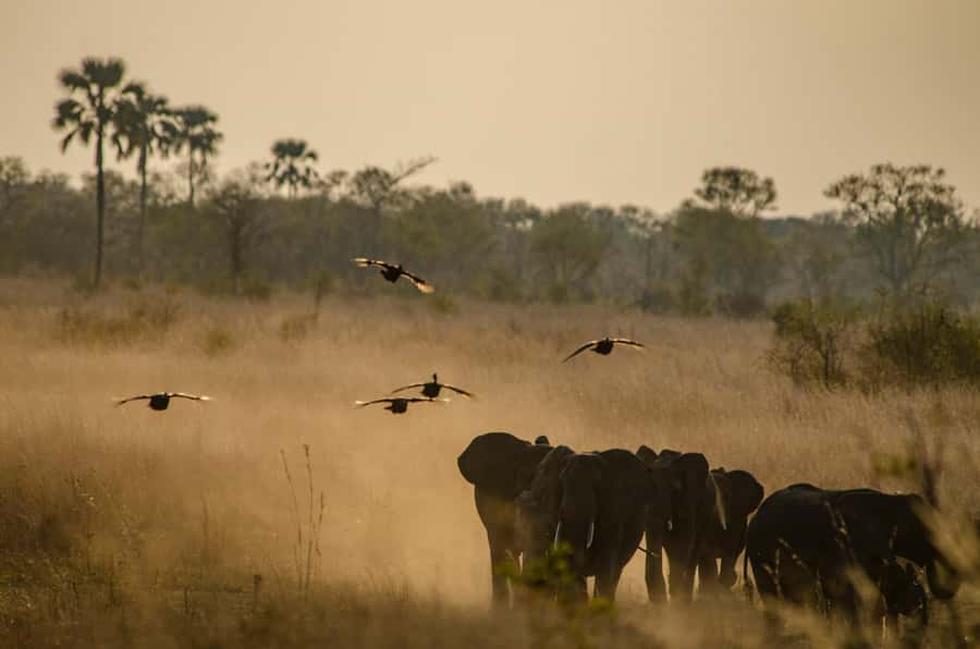 Zambezi National Park Game Drive in a Small Group - Price and Value: Is $100 Worth It?