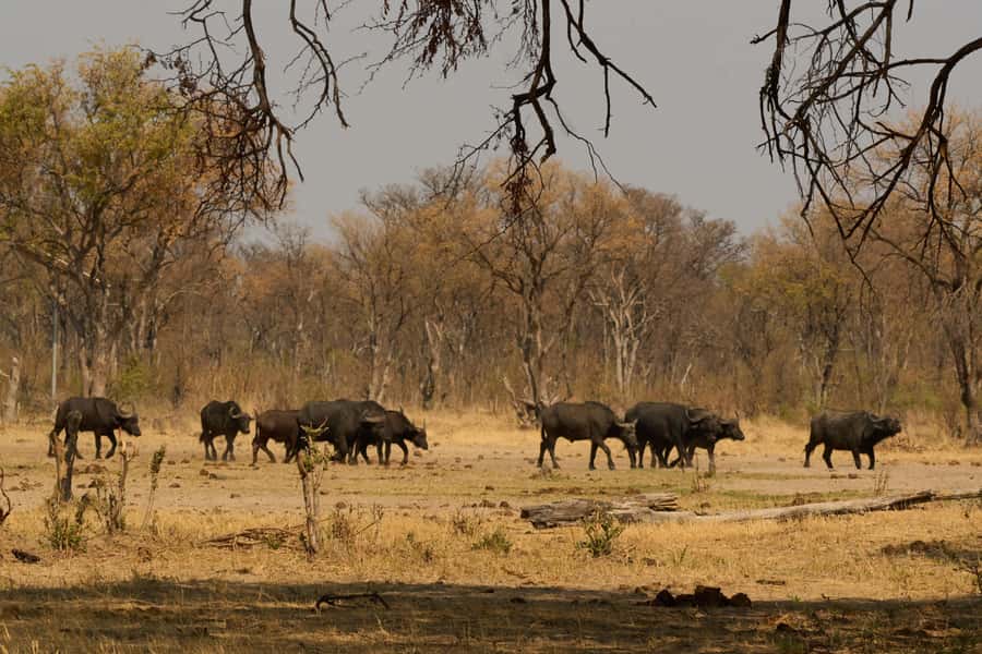 Zambezi National Park Game Drive in a Small Group - What’s Included (and What You Bring Responsibility For)