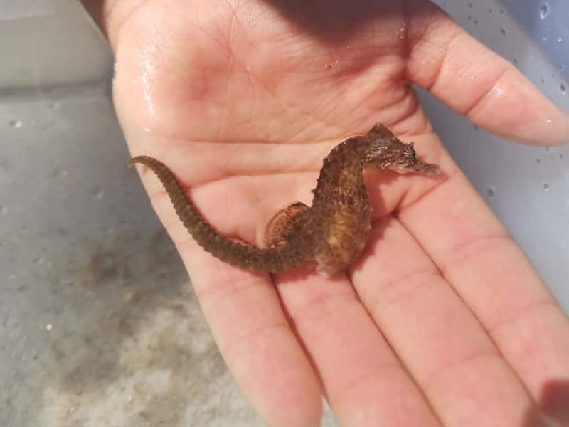 Zeeland Strand safari met visnet NL/DE - Price and value: about $19 for guided shore science