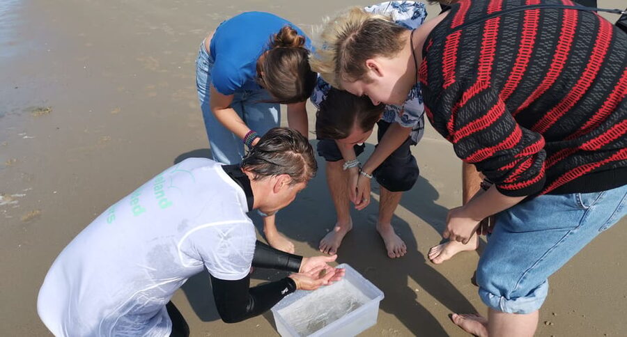 Zeeland Zeehonden strand safari NL/DE - The Tool Switch: Summer Trawl Net Versus Crab Rods