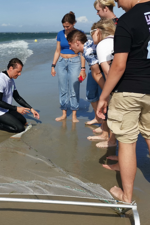 Zeeland Zeehonden strand safari NL/DE - Marine Life You Might Spot on the North Sea Shore